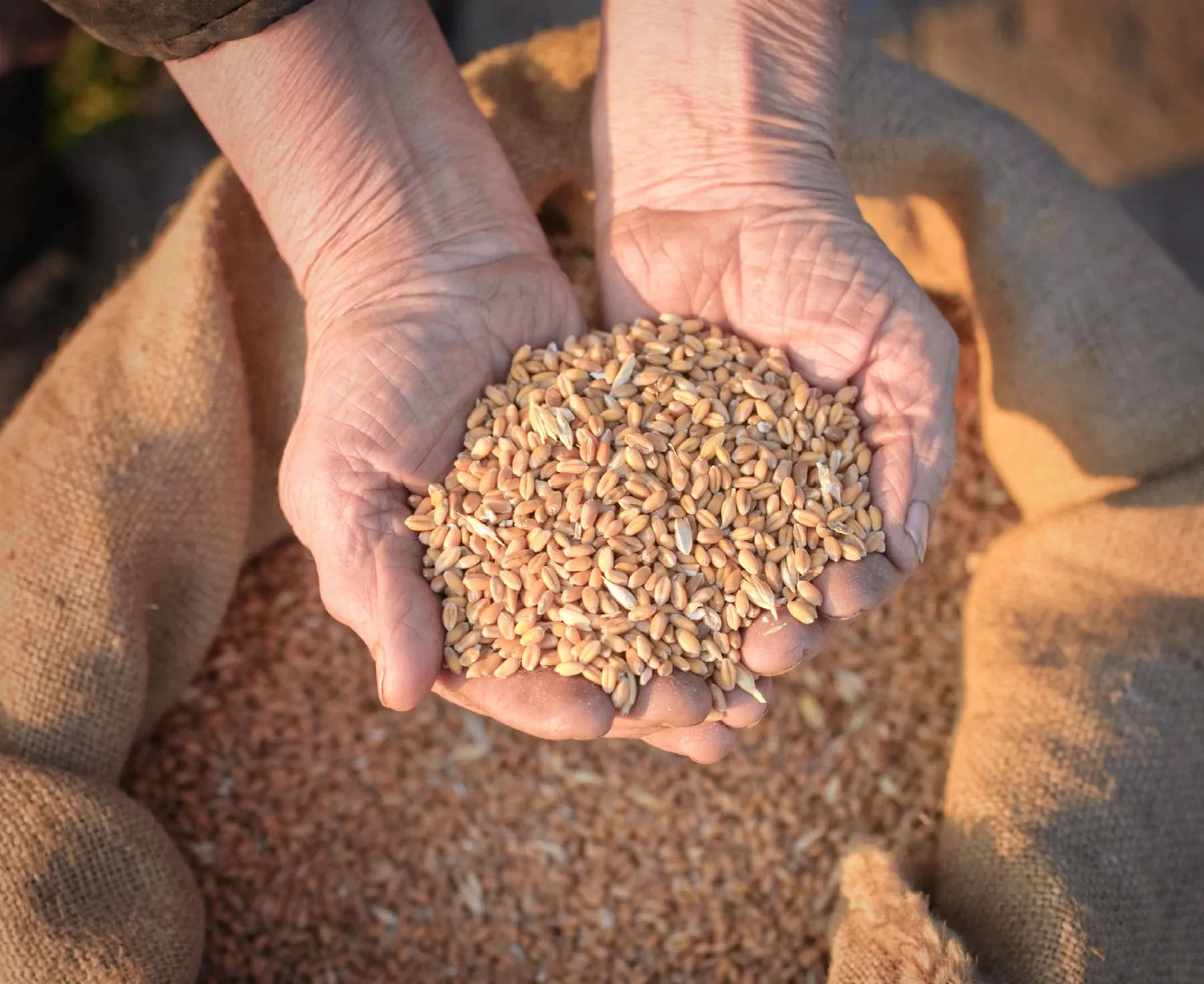 Rice Origin